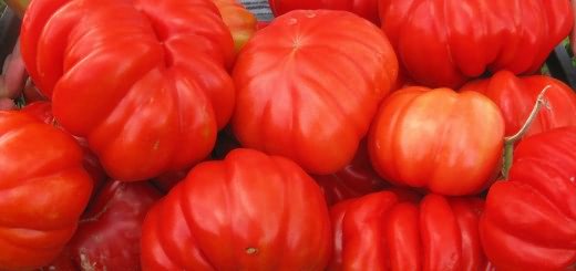 Много спелых помидоров, happyseeds.ru Много спелых помидоров, happyseeds.ru