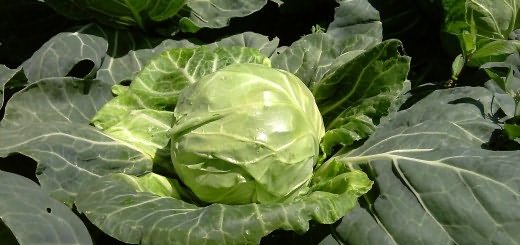 Сорт капусты Парел, krasnodar.fruitinfo.ru Сорт капусты Парел, krasnodar.fruitinfo.ru