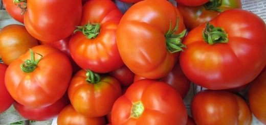 Помидор сорта Подснежник, my-tomatoes.com Помидор сорта Подснежник, my-tomatoes.com