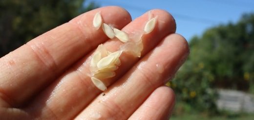 Семена из свежего огурца, bp.blogspot.com Семена из свежего огурца, bp.blogspot.com