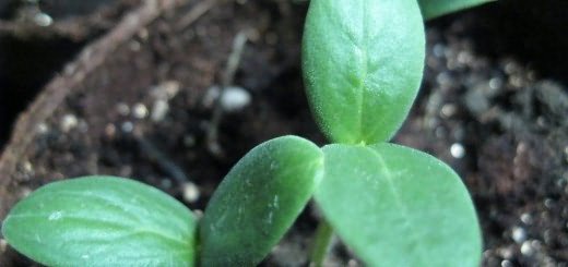 Выращивание рассады огурцов, gardeningwithchris.wordpress.com Выращивание рассады огурцов, gardeningwithchris.wordpress.com