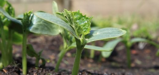 Рассада огурцов, harvesttotable.com Рассада огурцов, harvesttotable.com