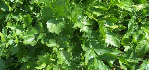 Фотография листьев сельдерея, pantrygardenherbs.com Фотография листьев сельдерея, pantrygardenherbs.com