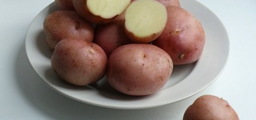 На фотографии картофель сорта Романо, alen-agro.ru На фотографии картофель сорта Романо, alen-agro.ru