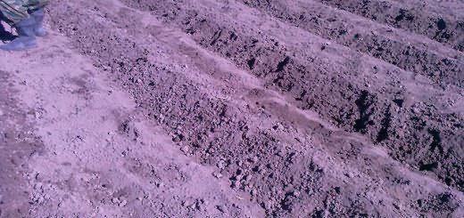 Подготовка грядок для посадки картофеля, izhevsk.ru Подготовка грядок для посадки картофеля, izhevsk.ru