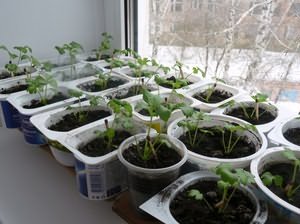 Как вырастить черешковый и листовой сельдерей рассадным способом Подробное описание выращивания и ухода за рассадой сельдерея