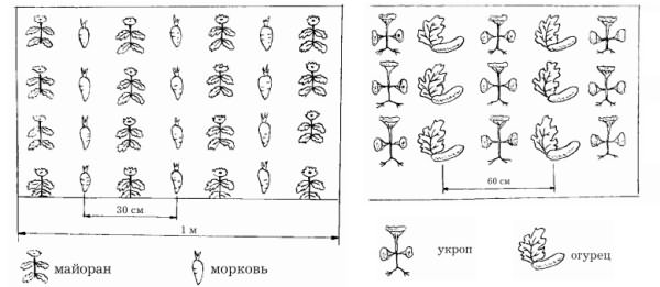 Схема выращивания зелени Схема выращивания зелени